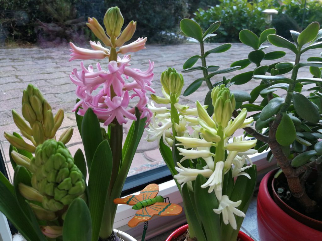 Alergije bodo vse pogostejše